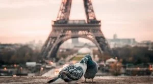Speeddaten, Parijs en vogels